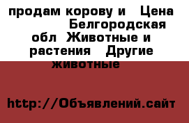 продам корову и › Цена ­ 65 000 - Белгородская обл. Животные и растения » Другие животные   
